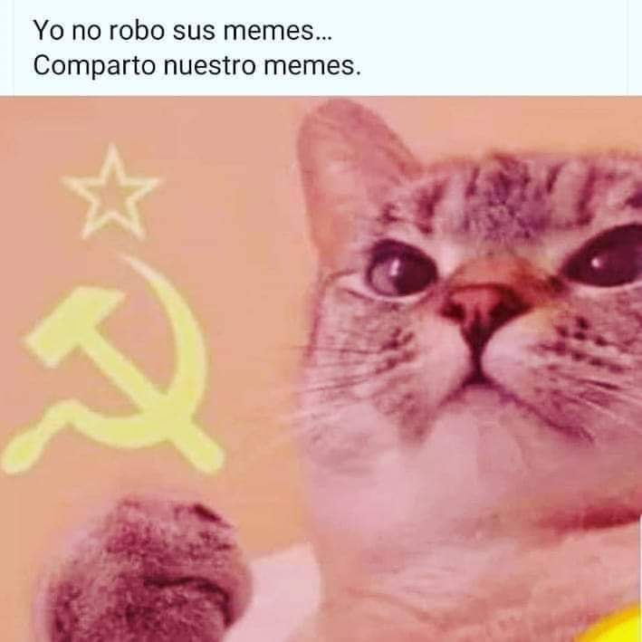 Gatito Meme